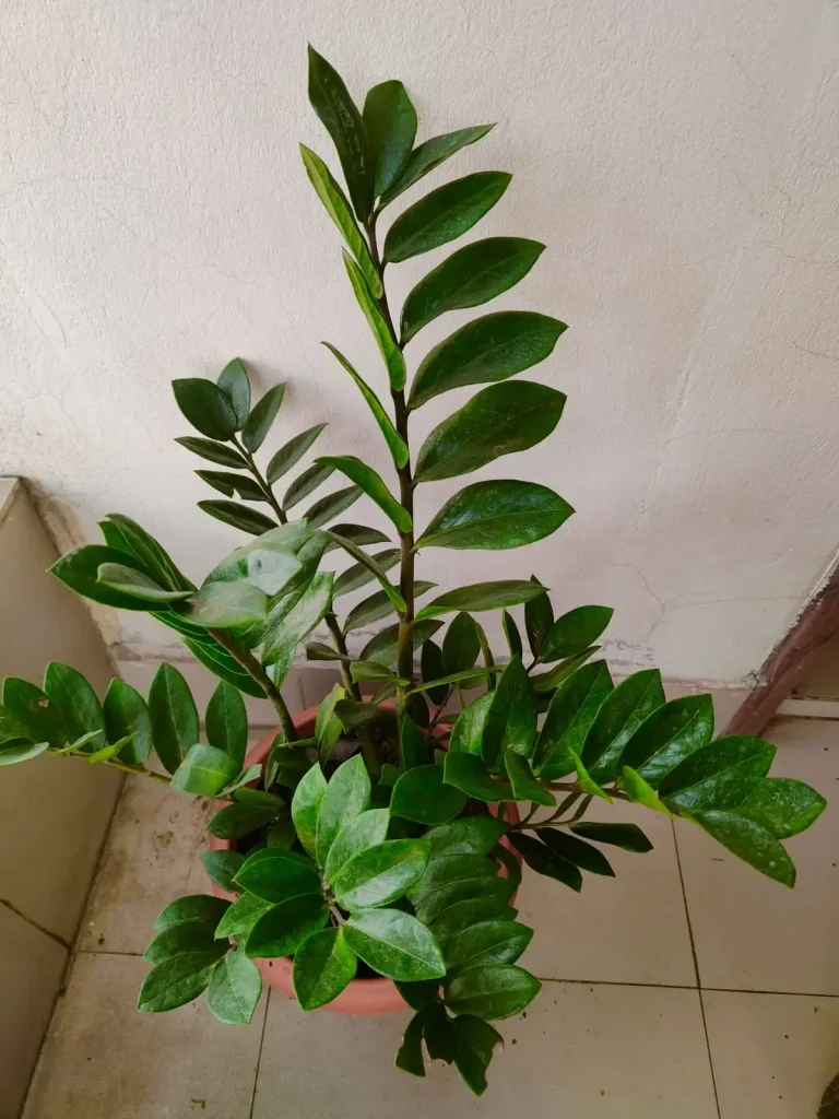 Big Bushy ZZ Plant – ১০ ইঞ্চি পট সেটআপ | বড় সাইজ ইনডোর প্ল্যান্ট