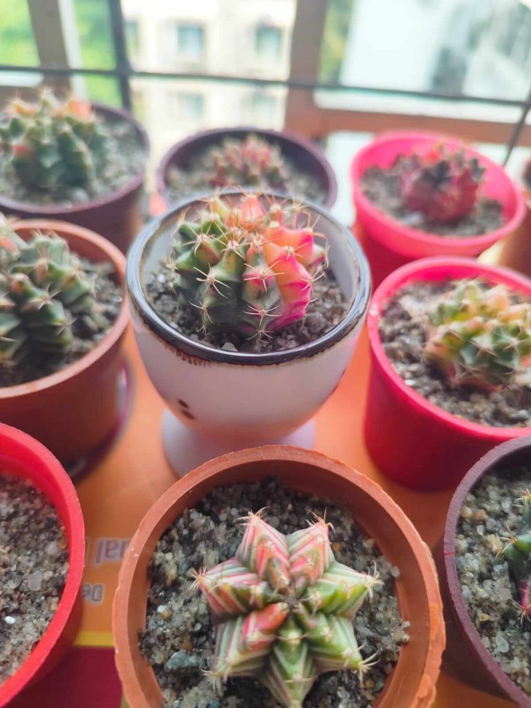 Pink Variegated Cactus – গোলাপি-সবুজ মুন ক্যাকটাস