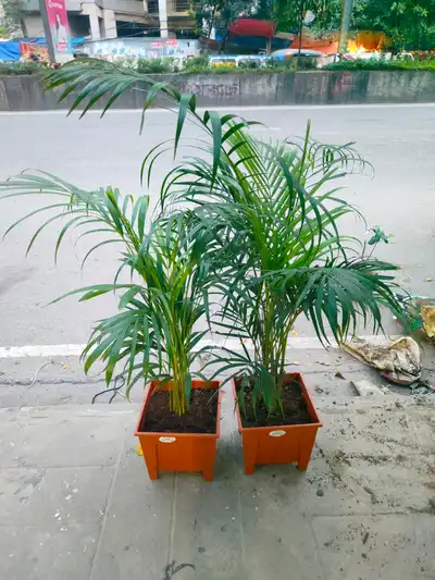 Areca Palm – ঝাউয়ের মতো পাতার প্রিমিয়াম ইনডোর পাম গাছ