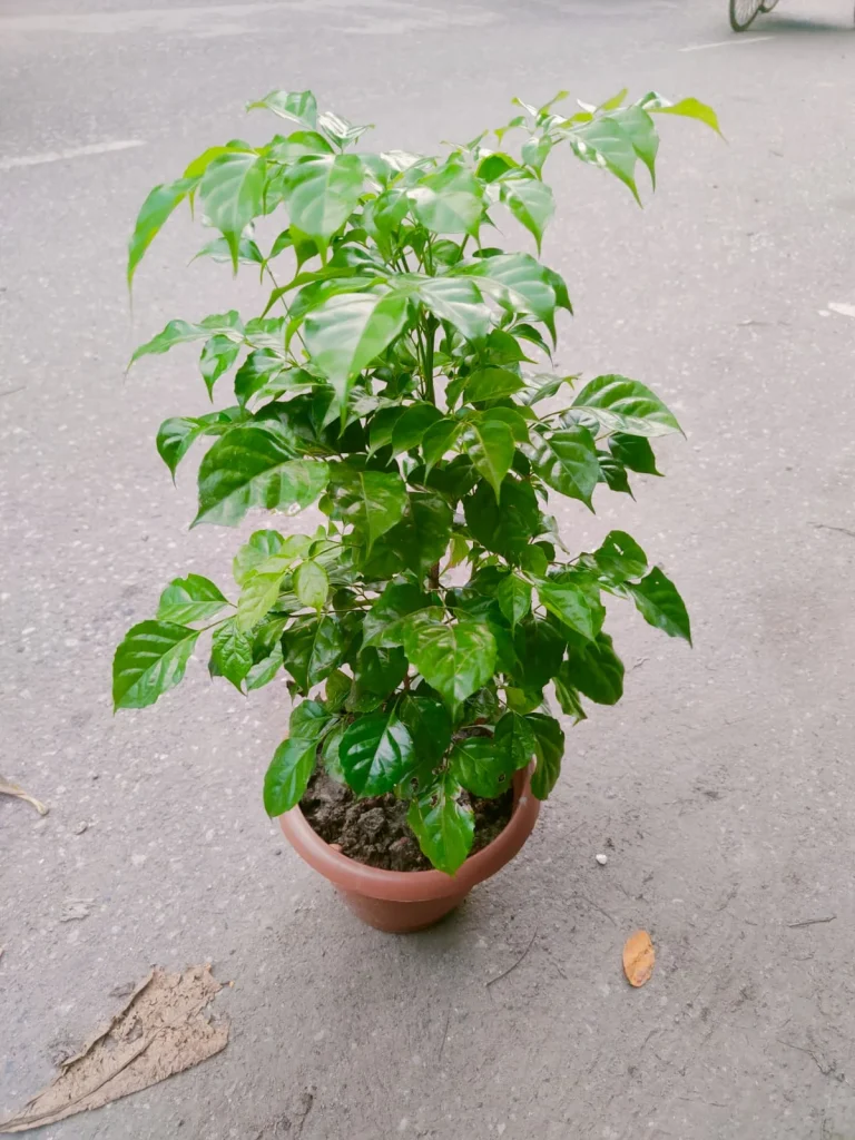 China Doll Plant – ঝিরিঝিরি সবুজ পাতার প্রিমিয়াম ইনডোর গাছ