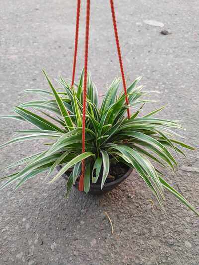 Spider Plant – সাদা-সবুজ ডোরাকাটা পাতার হ্যাঙ্গিং ইনডোর প্ল্যান্ট