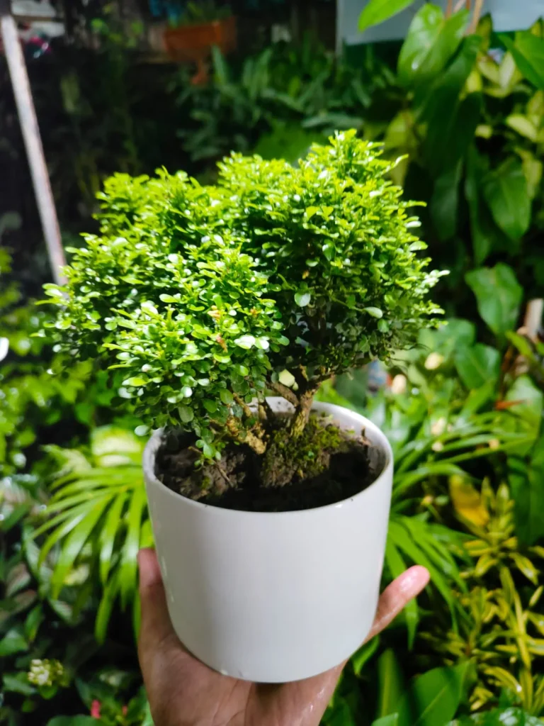 সিরামিক পট এ কামিনী বনসাই