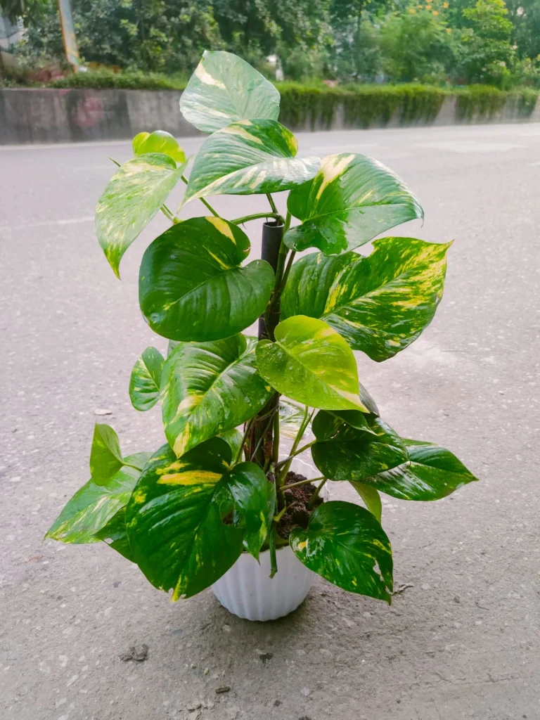 Big Leaf Money Plant – বড় পাতার প্রিমিয়াম ইনডোর মানি প্ল্যান্ট