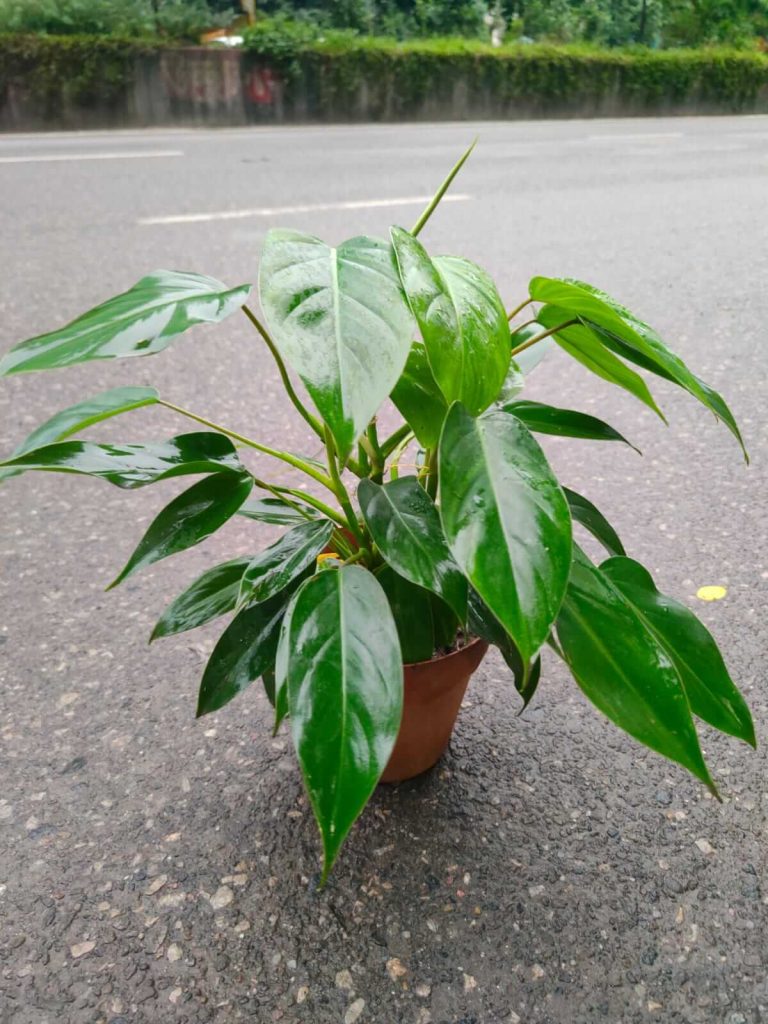 Philodendron Green Emerald – চকচকে গাঢ় সবুজ পাতার প্রিমিয়াম ইনডোর প্ল্যান্ট