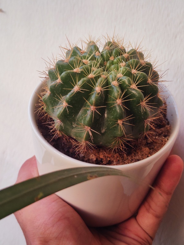 Desk Cactus - সিরামিক পটে সাজানো