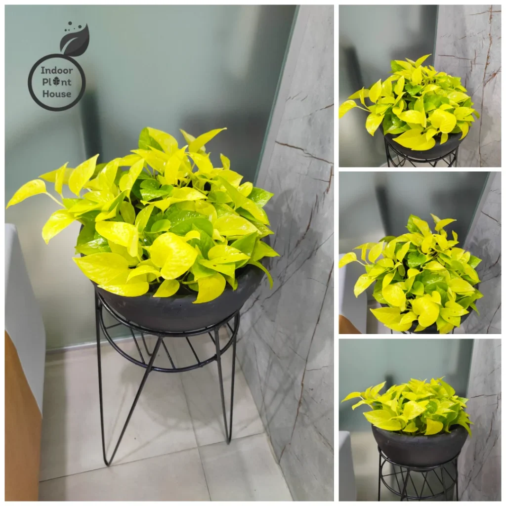 Green Corner Set 🌱 - ঘরের কোণ জুড়ে প্রকৃতির ছোঁয়া