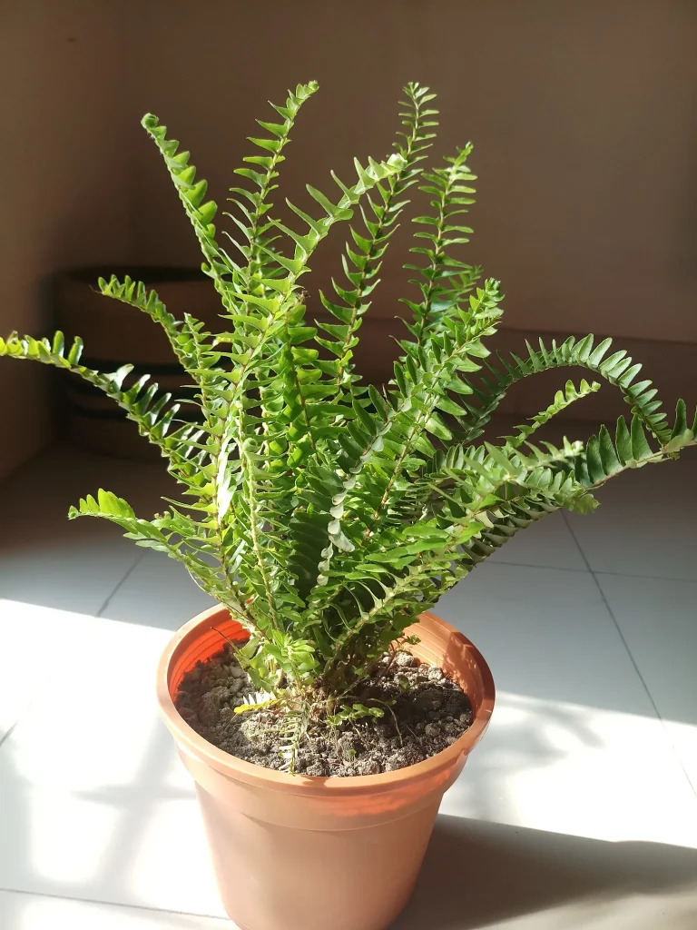 বস্টন ফার্ন গাছ (Boston Fern) – ইনডোর/আউটডোর সাজসজ্জার জন্য