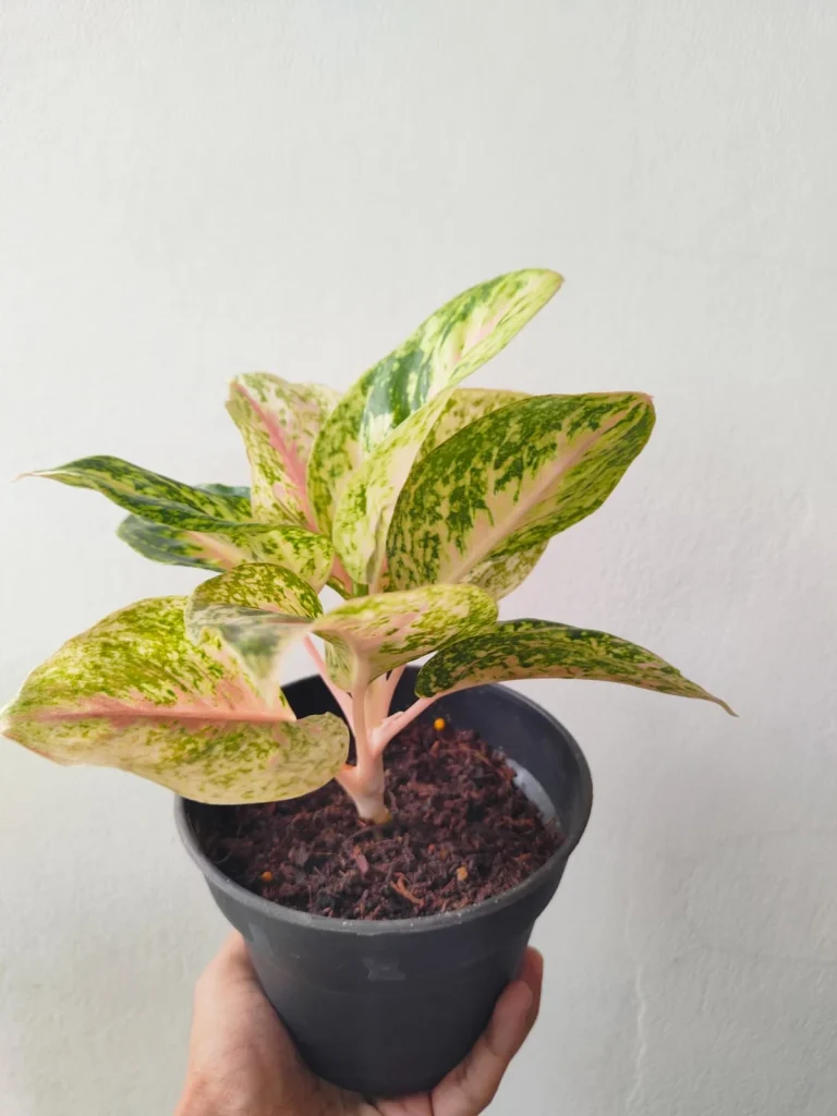 Pink Aglaonema