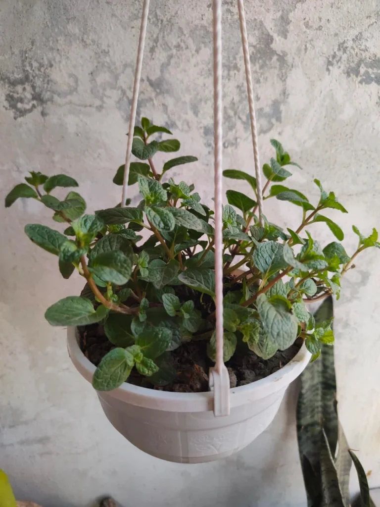 Mint Leaf