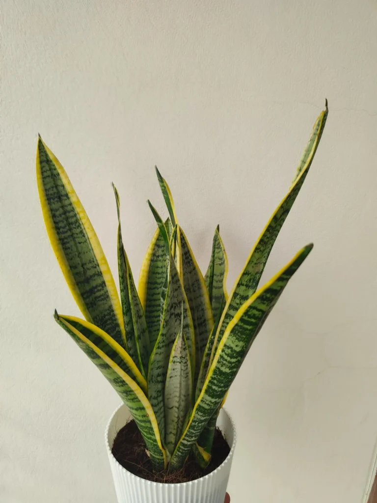 Yellow Snake Plants Pot