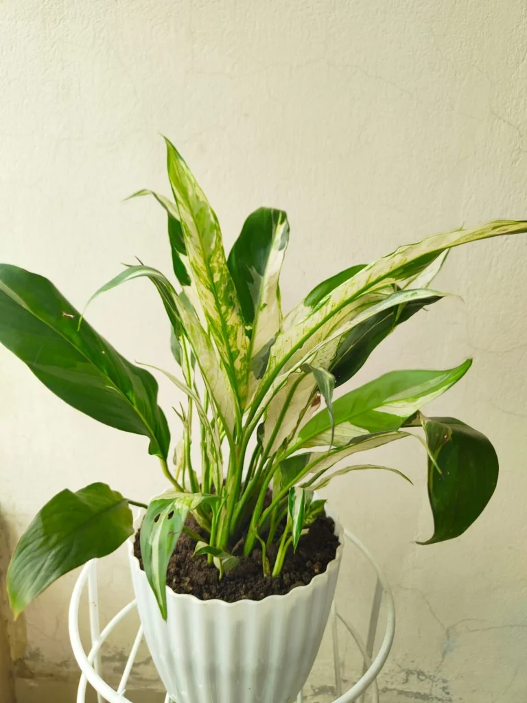 Variegated Peace Lily