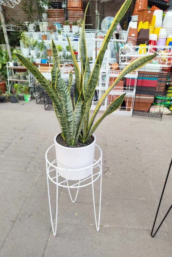 Yellow Snake Plant