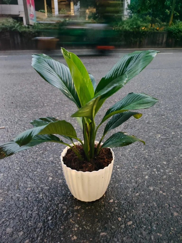 Peace Lily